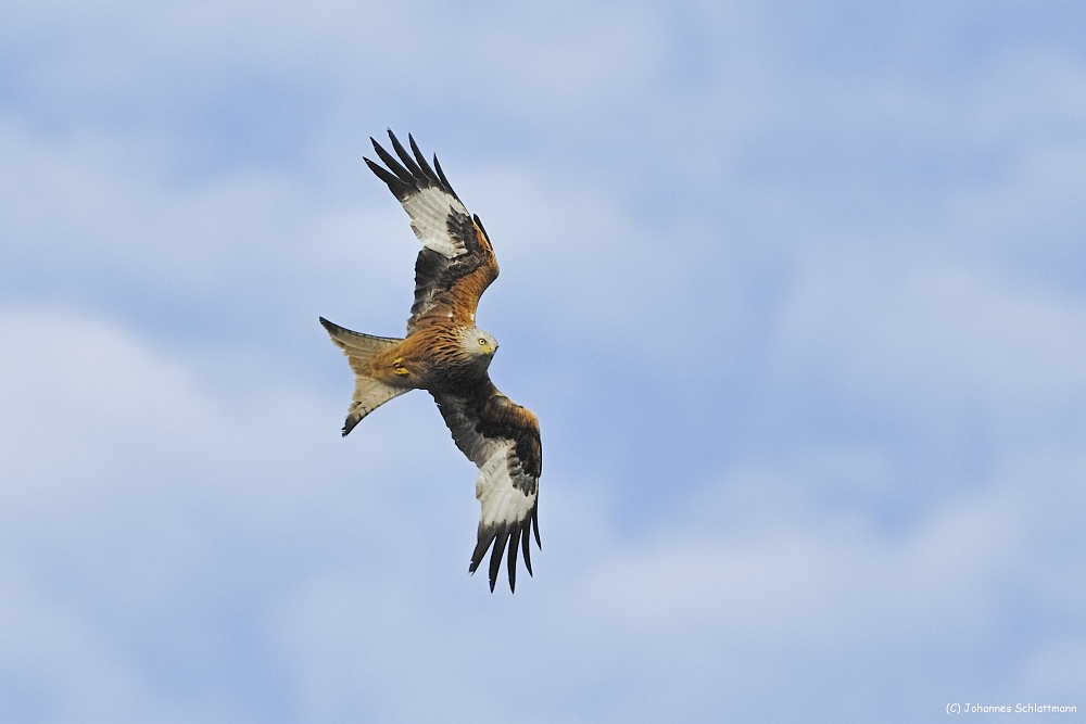 20100517 [NIKON D2Xs]   300 mm  1 1600 Sek. bei ƒ   5,0 2