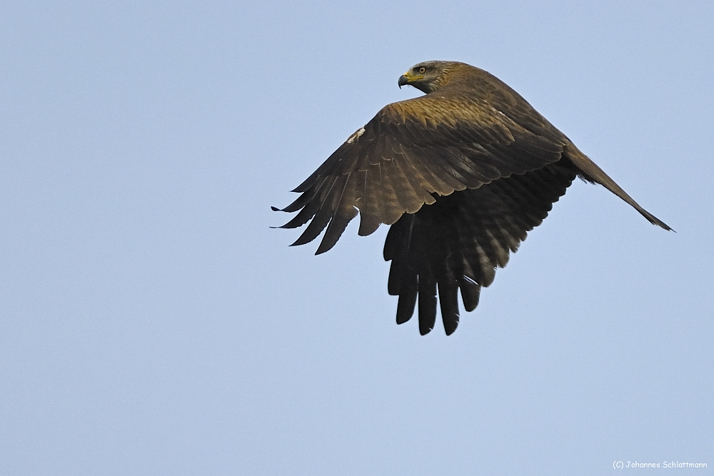 20100517 [NIKON D2Xs]   500 mm  1 2000 Sek. bei ƒ   5,0