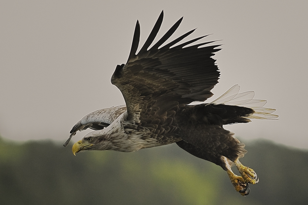20100517 [NIKON D700]   420 mm  1 4000 Sek. bei ƒ   5,6
