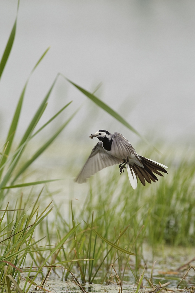 20100518 6251 [NIKON D700]   500 mm  1 800 Sek. bei ƒ   5,6