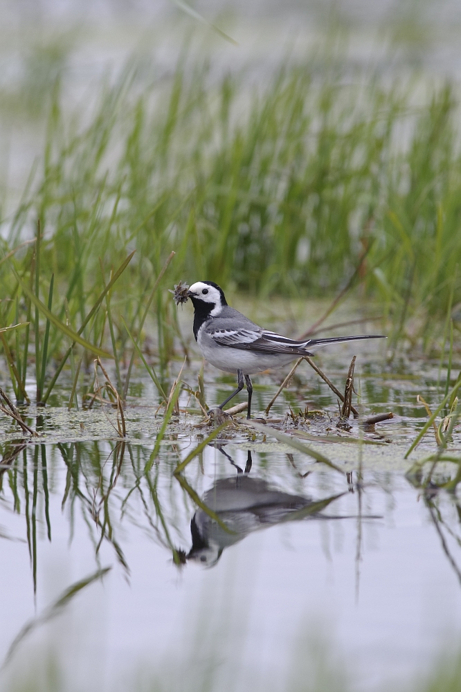 20100518 6335 [NIKON D700]   500 mm  1 320 Sek. bei ƒ   5,6