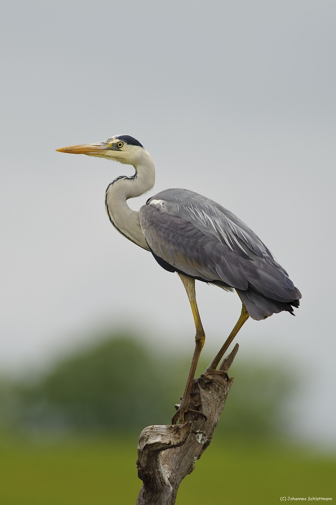 20100518 6378 [NIKON D700]   500 mm  1 500 Sek. bei ƒ   5,6