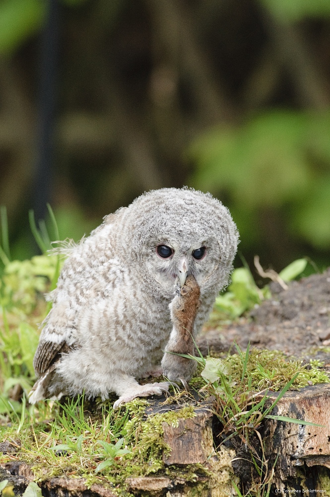 20100519 6813 [NIKON D700]   300 mm  1 320 Sek. bei ƒ   5,6