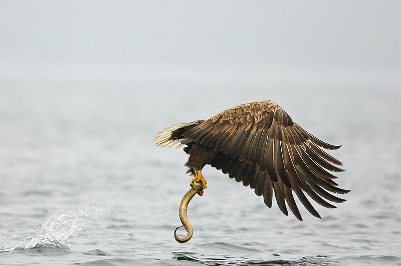 20100519 9773 [NIKON D2Xs]   300 mm  1 800 Sek. bei ƒ   2,8