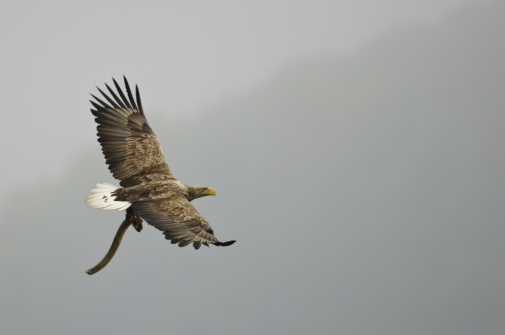 20100519 9781 [NIKON D2Xs]   300 mm  1 1250 Sek. bei ƒ   2,8
