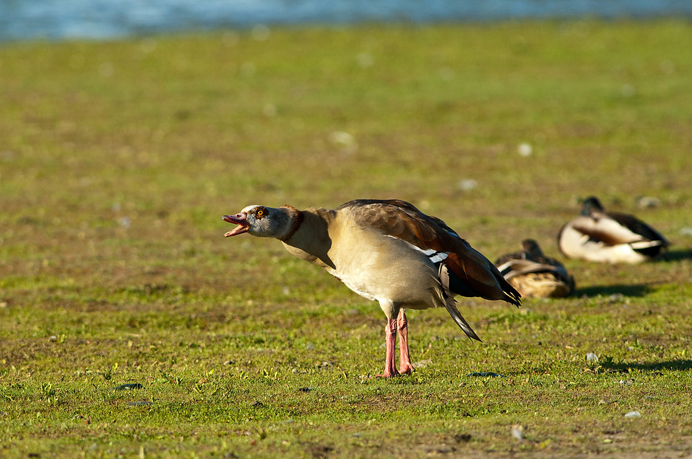 20100603 0379 [NIKON D2Xs]   500 mm  1 1000 Sek. bei ƒ   5,0
