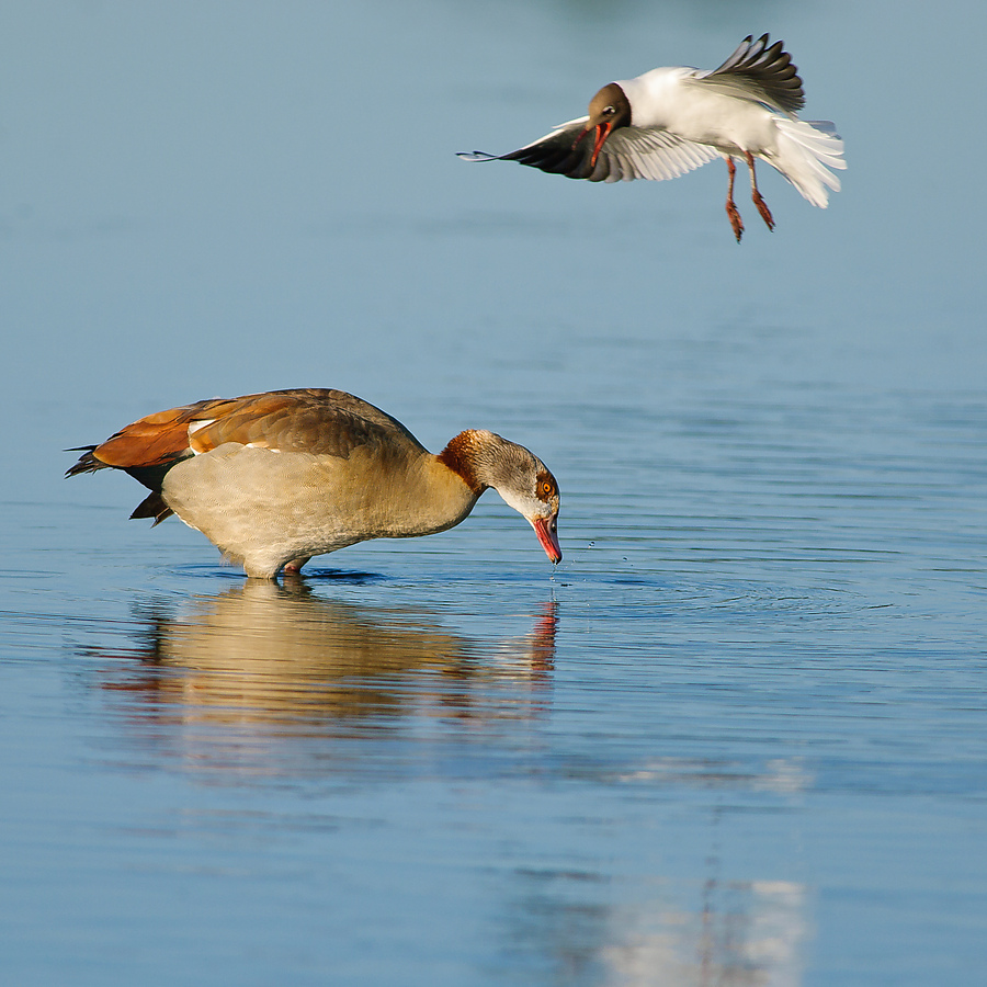 20100603 0403 [NIKON D2Xs]   500 mm  1 1600 Sek. bei ƒ   5,0