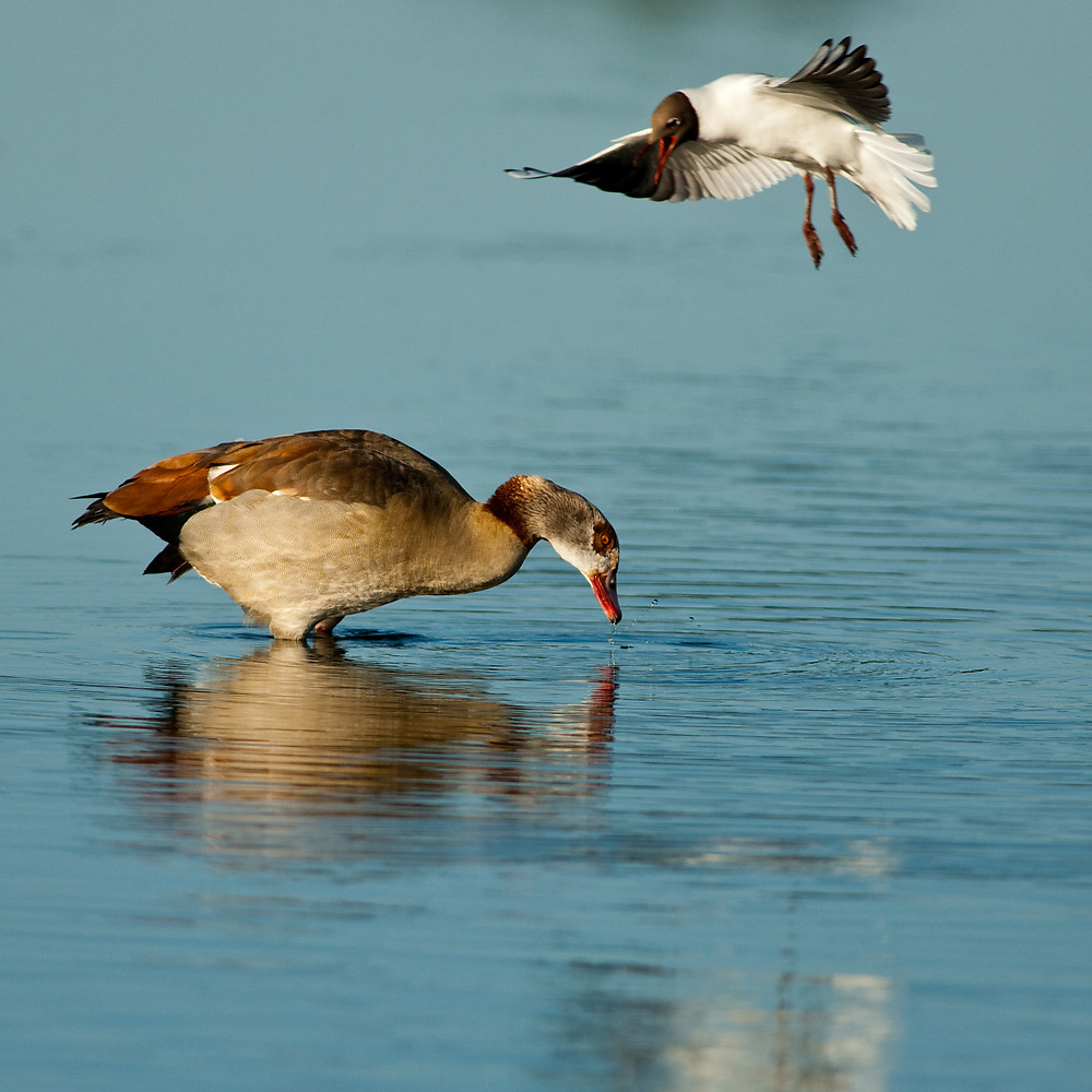 20100603 0403 [NIKON D2Xs]   500 mm  1 1600 Sek. bei ƒ   5,0