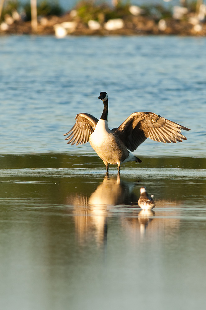 20100603 0632 [NIKON D2Xs]   500 mm  1 250 Sek. bei ƒ   5,6