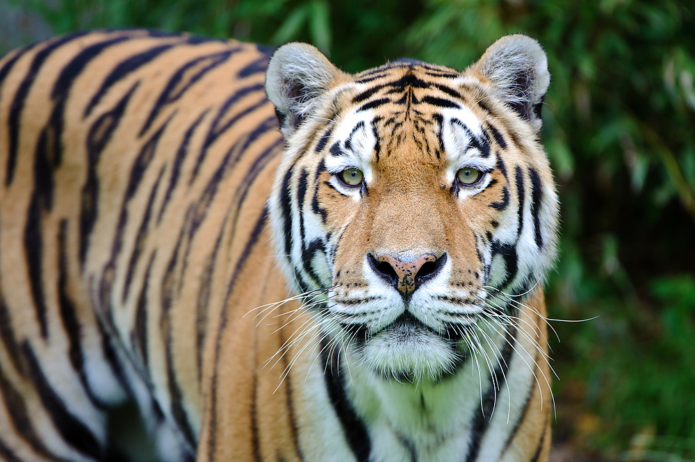 20100717 7537 [NIKON D700],400 mm,1 250 Sek. bei f   4,0 extern 63