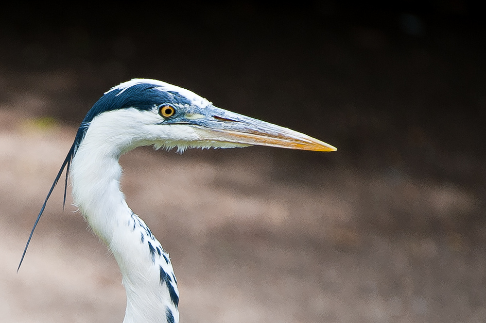20100717 7578 [NIKON D700],400 mm,1 400 Sek. bei f   4,0 extern 66 2