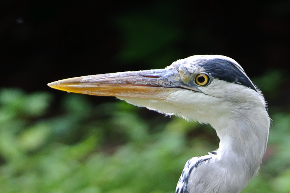 20100717 7600 [NIKON D700],380 mm,1 250 Sek. bei f   4,0 3