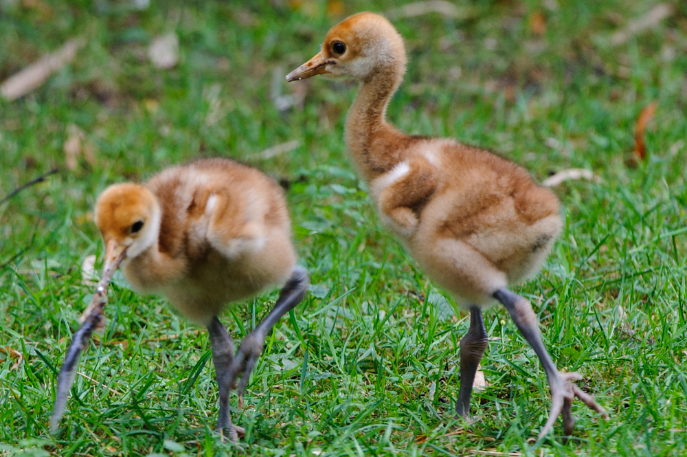 20100717 7683 [NIKON D700],400 mm,1 125 Sek. bei f   5,6