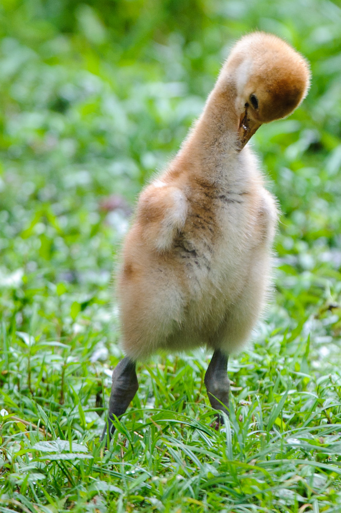 20100717 7725 [NIKON D700],400 mm,1 250 Sek. bei f   4,5