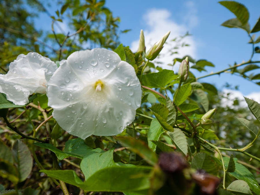 20100802 1050756 [DMC G1],14 mm,1 320 Sek. bei f   5,6