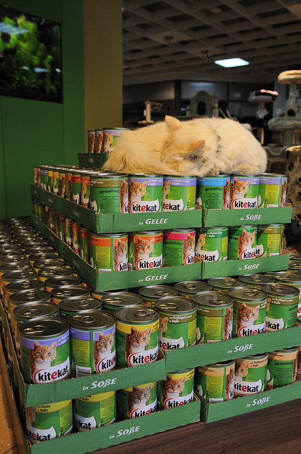 20100821 04 Ktekat Kater