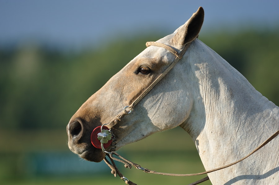 20100828 183314 polo landsberg