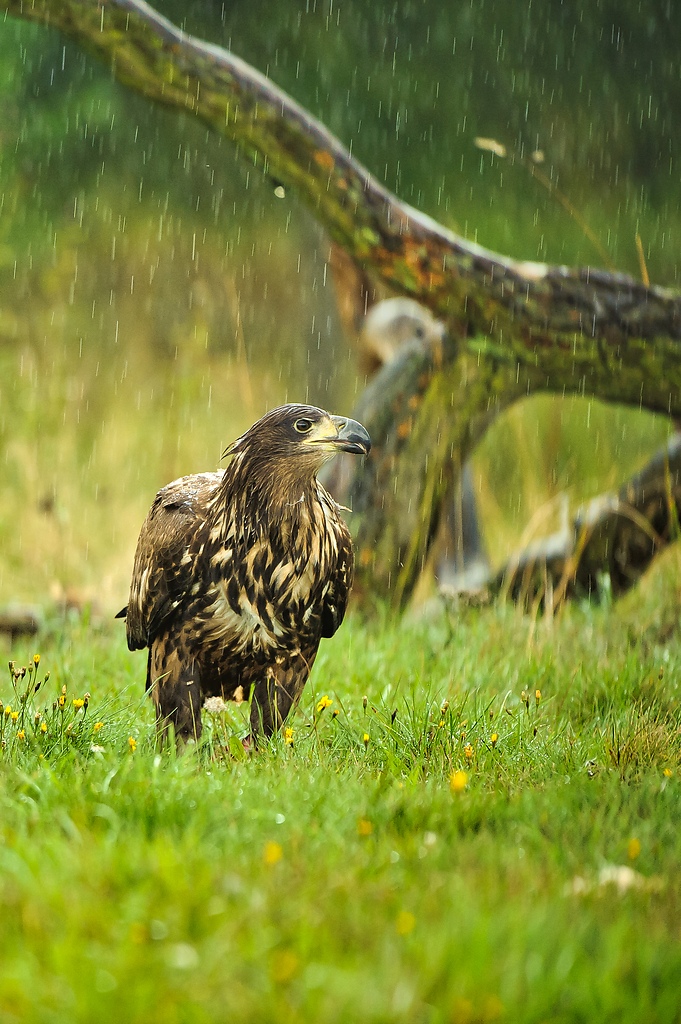 20100830 31116 [NIKON D3] 400 mm,1 250 Sek. bei f   4,0 Bearbeitet