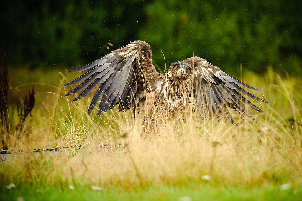 20100830 31418 [NIKON D3] 400 mm,1 500 Sek. bei f   4,5