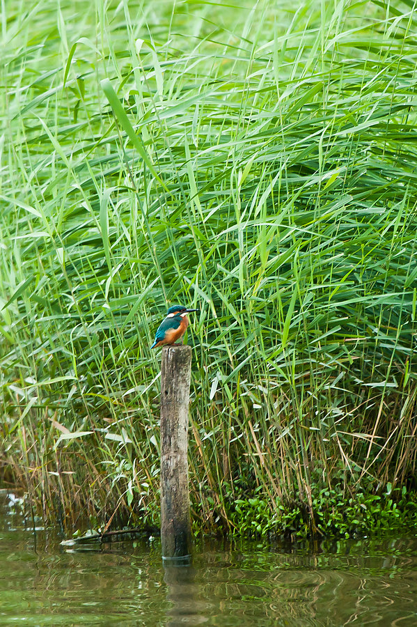 20100911 32010 [NIKON D3] 550 mm,1 60 Sek. bei f   5,6
