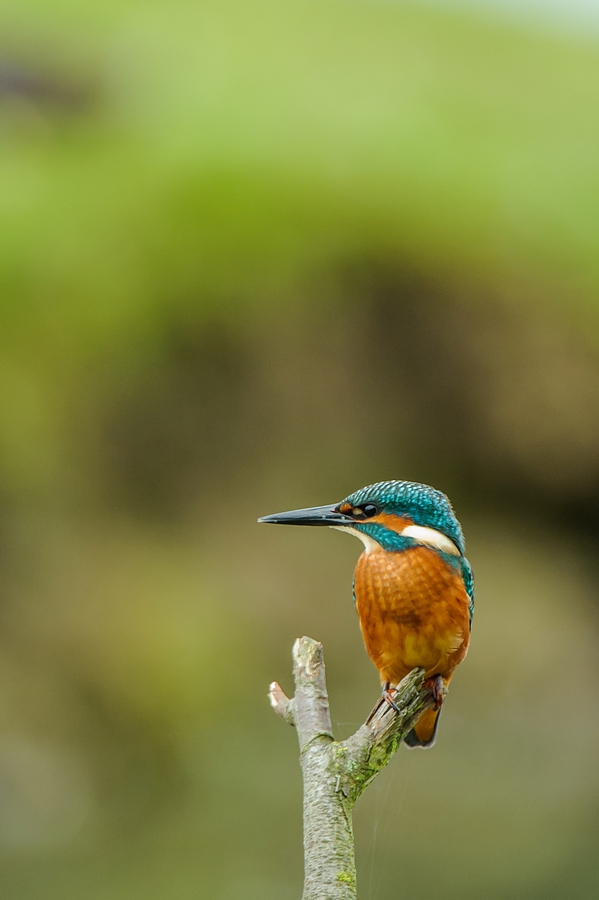 20100911 32039 [NIKON D3] 550 mm,1 80 Sek. bei f   5,6