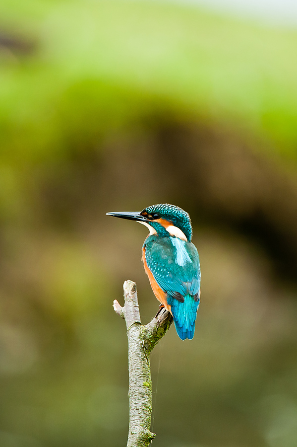 20100911 32045 [NIKON D3] 550 mm,1 100 Sek. bei f   5,6