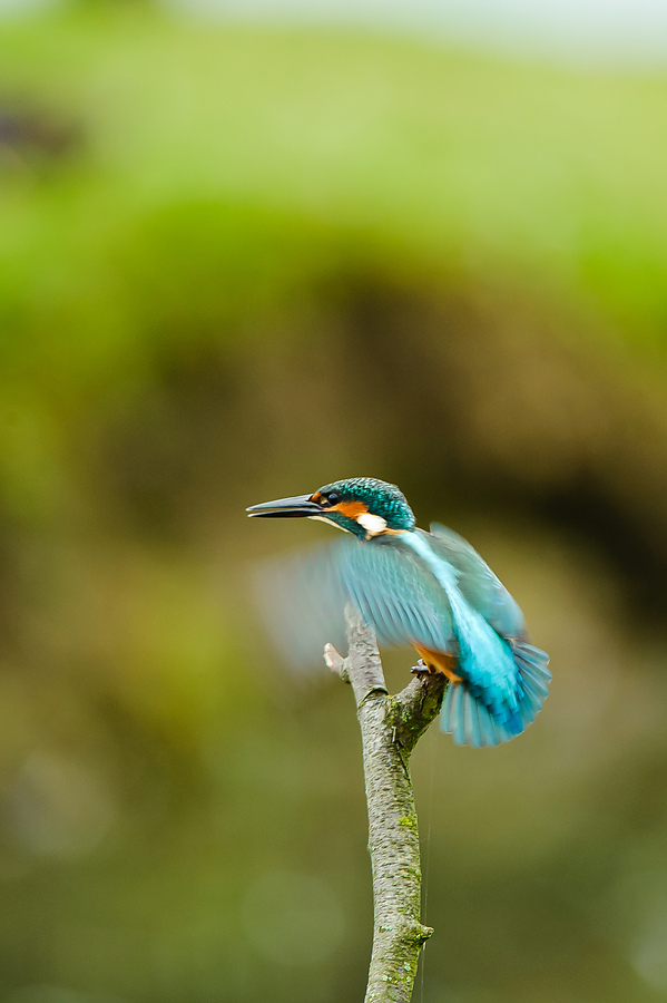 20100911 32123 [NIKON D3] 550 mm,1 80 Sek. bei f   5,6