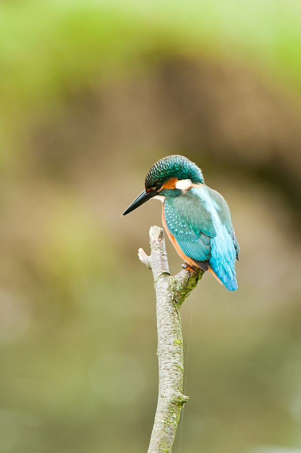 20100911 32136 [NIKON D3] 550 mm,1 100 Sek. bei f   5,6