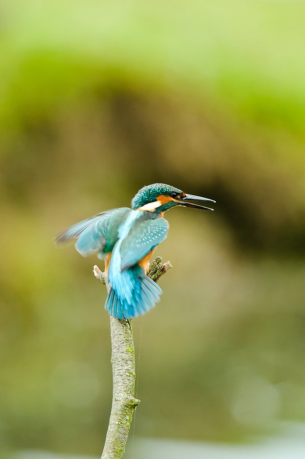20100911 32145 [NIKON D3] 550 mm,1 100 Sek. bei f   5,6