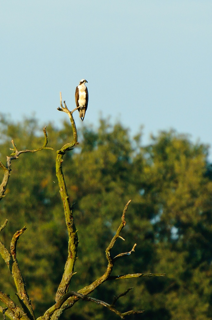 20100926 22460 [NIKON D2Xs] 550 mm,1 500 Sek. bei f   6,3