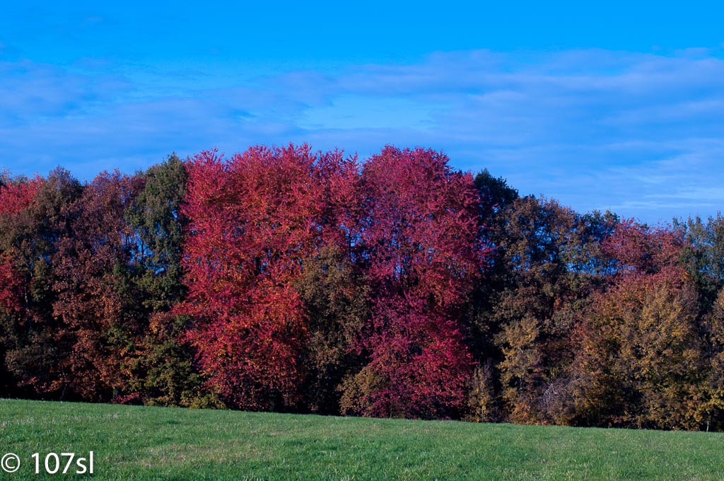 20101031 6888 Mamiya 55mm 2.8