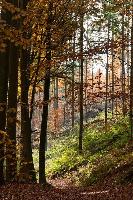 201011010919 - Pfälzer Wald im Herbst