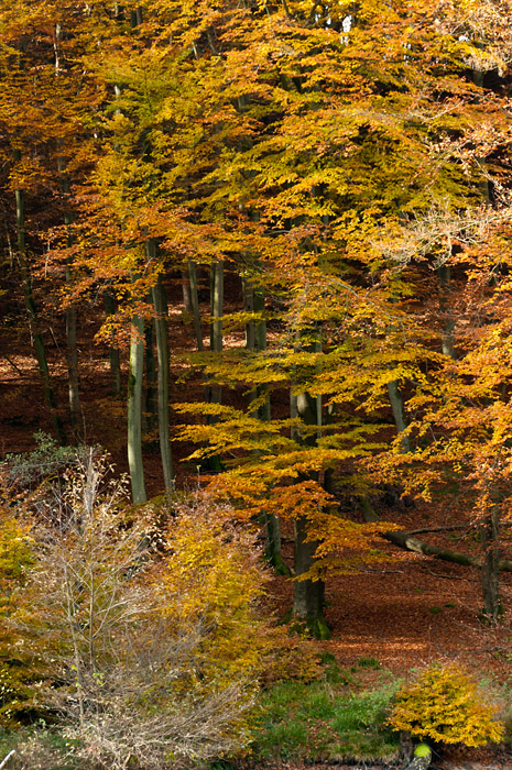 201011010973 - Pfälzer Wald im Herbst