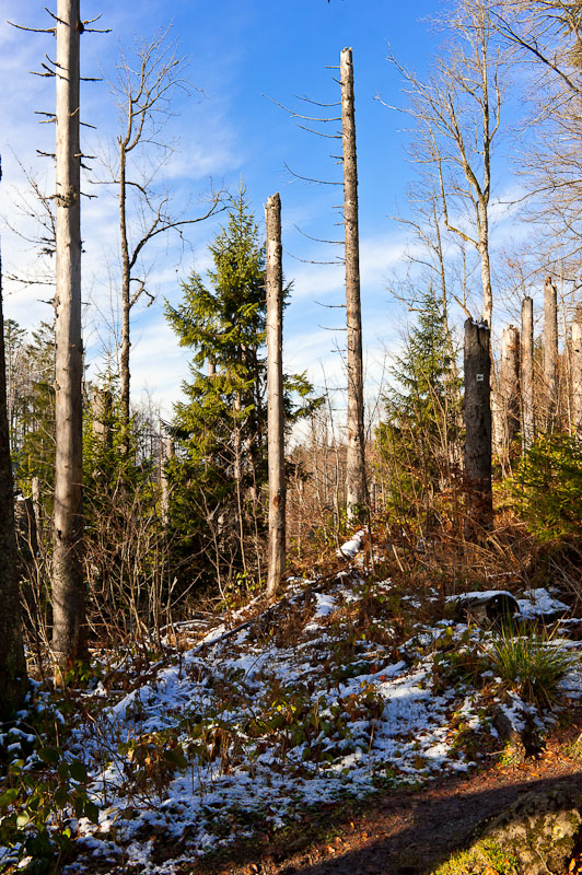 20101121 DSC 6915