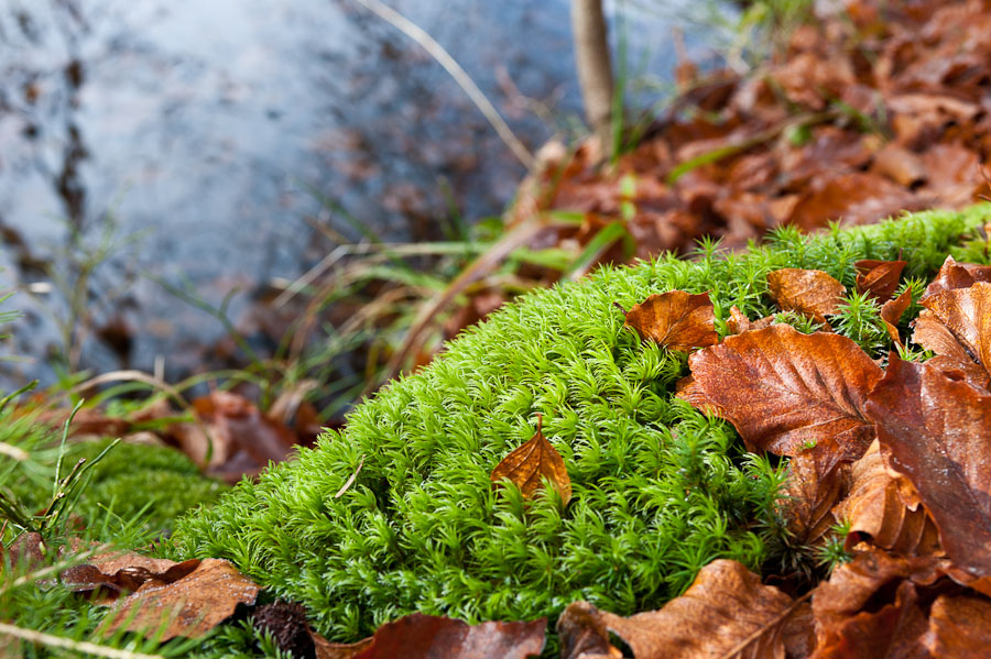 20101121 DSC 6926