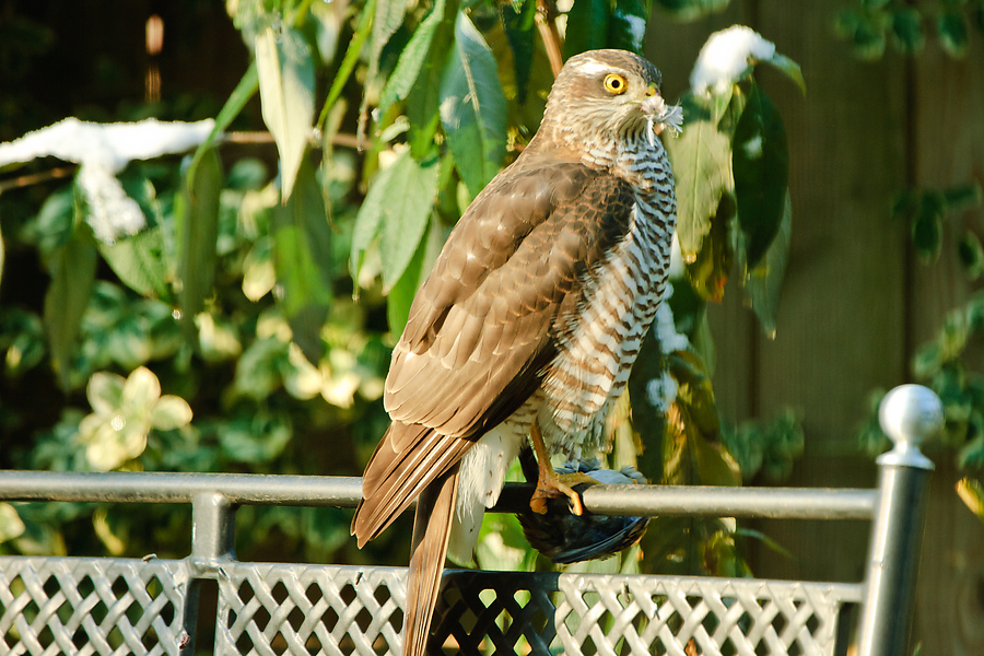 20101128 22750 [NIKON D2Xs] 400 mm,1 160 Sek. bei f   5,0 3