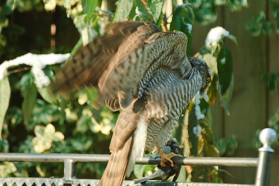 20101128 22757 [NIKON D2Xs] 400 mm,1 160 Sek. bei f   5,0 3