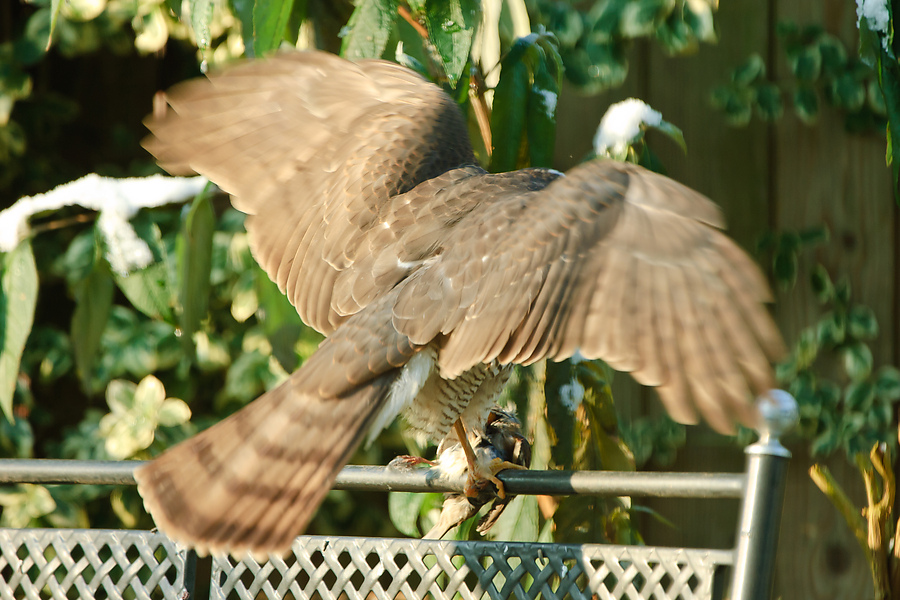 20101128 22759 [NIKON D2Xs] 400 mm,1 125 Sek. bei f   5,0