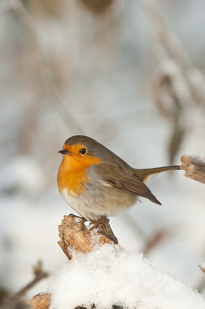 20101218 23065 [NIKON D2Xs] 400 mm,1 200 Sek. bei f   6,3