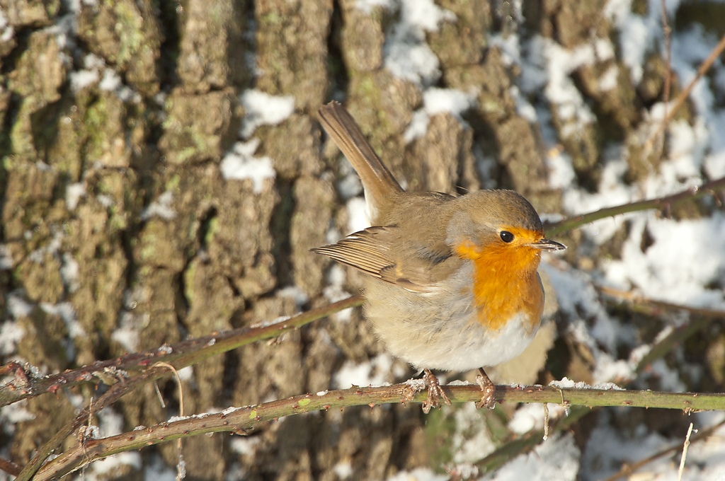 20101218 23622 [NIKON D2Xs] 550 mm,1 200 Sek. bei f   6,3