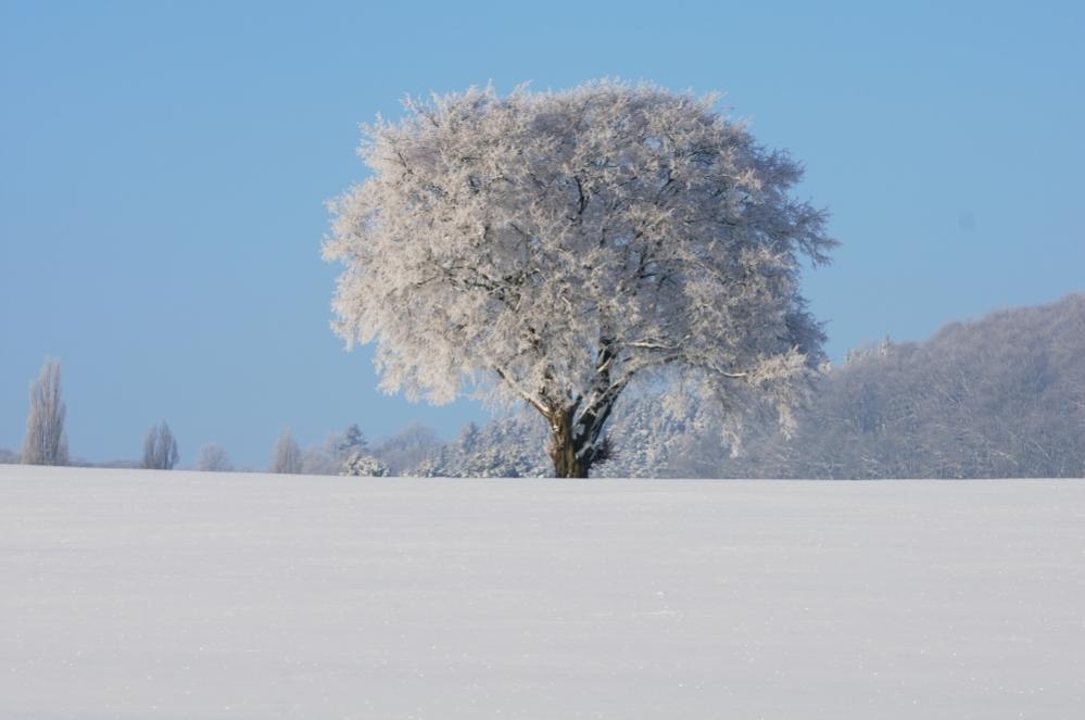 20101221 114142 (C)Wolf Lemgo