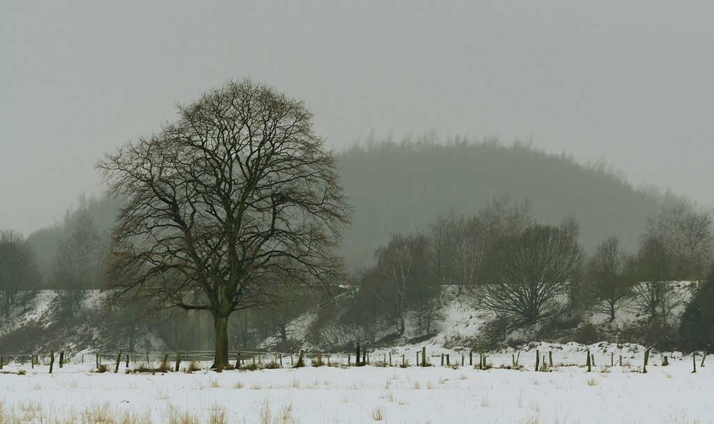 201024baumwiese