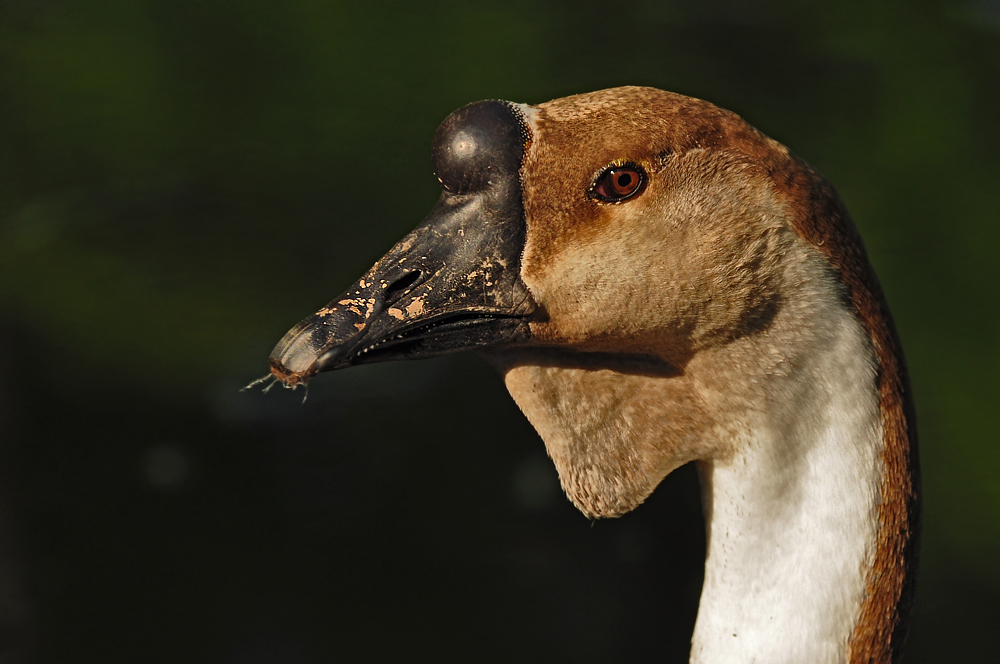 2011 04 26 DSC 0536 1000