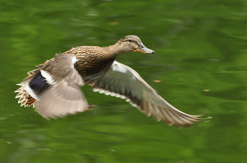 2011 04 26 DSC 0836 1000