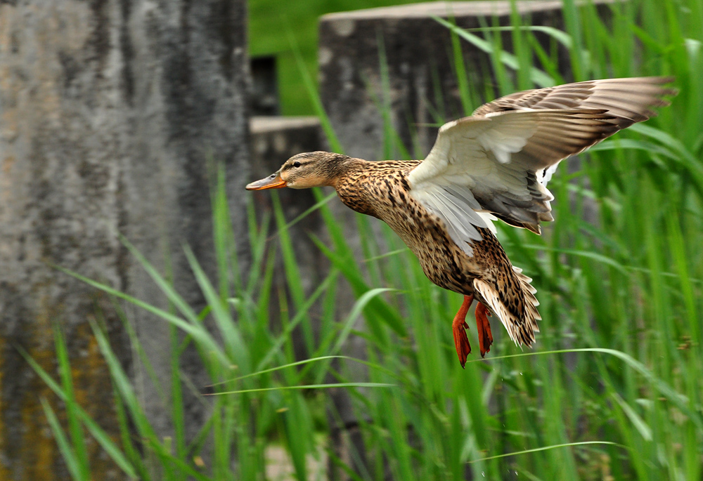 2011 04 26 DSC 0863 1000
