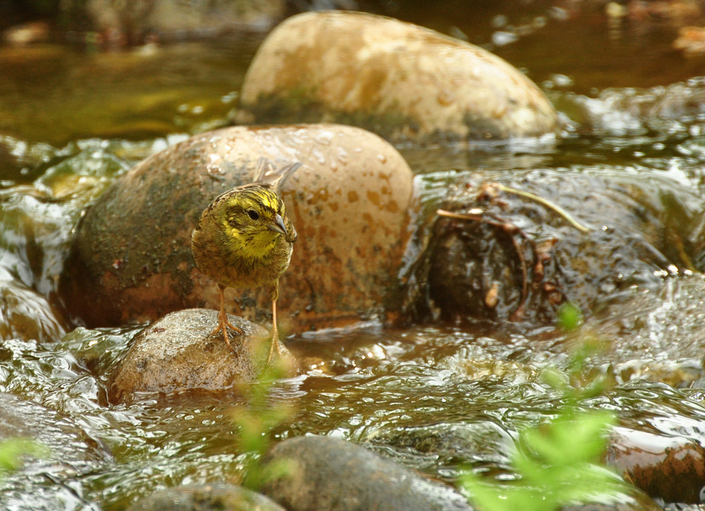 2011 05 10 DSC 1187 1000