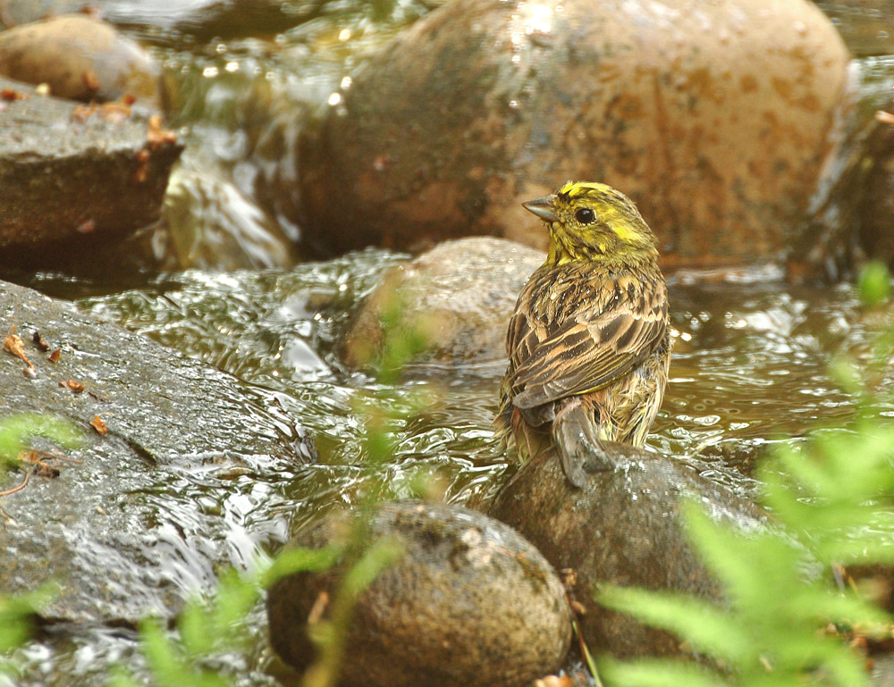 2011 05 10 DSC 1198 1000