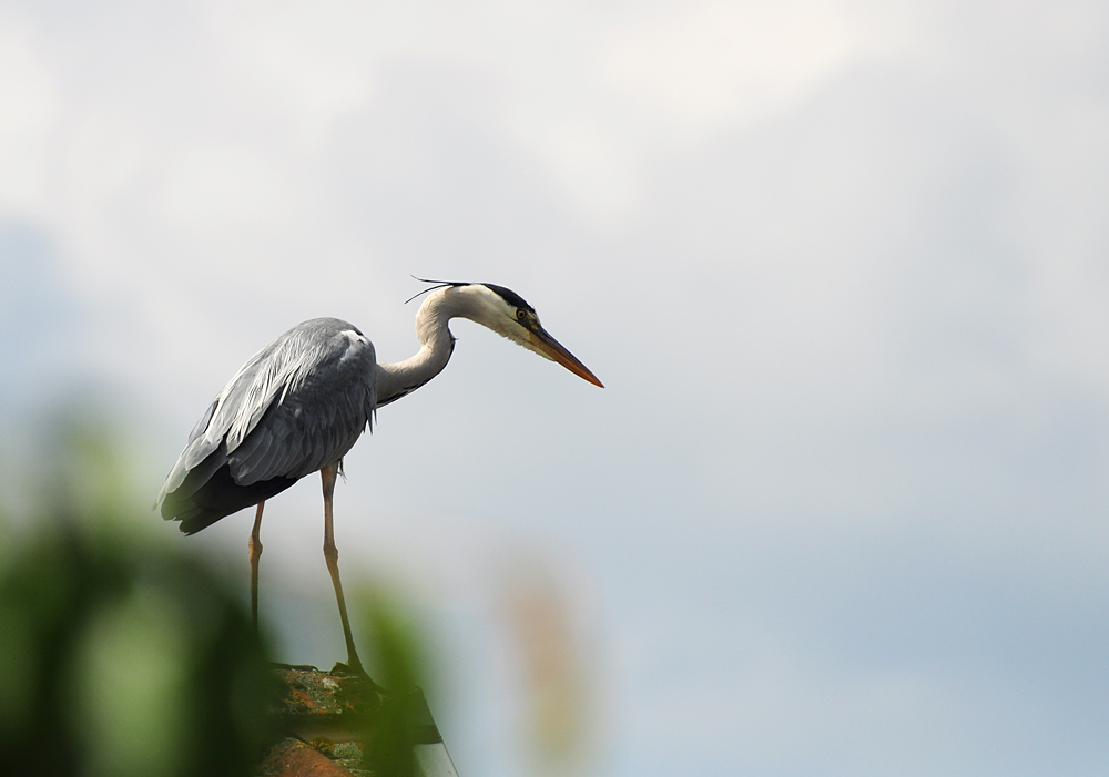 2011 05 15 DSC 1380 1000