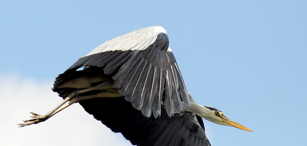 2011 05 15 DSC 1382 1000