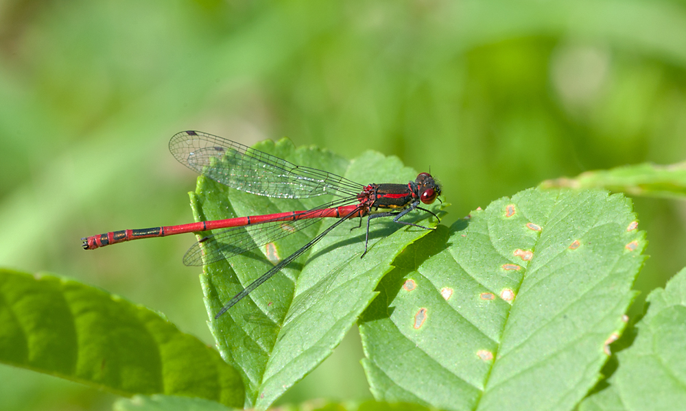 2011 05 20 Frühe Adonislibelle